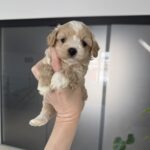 Alpha-male-maltipoo-for-sale-1 (4)