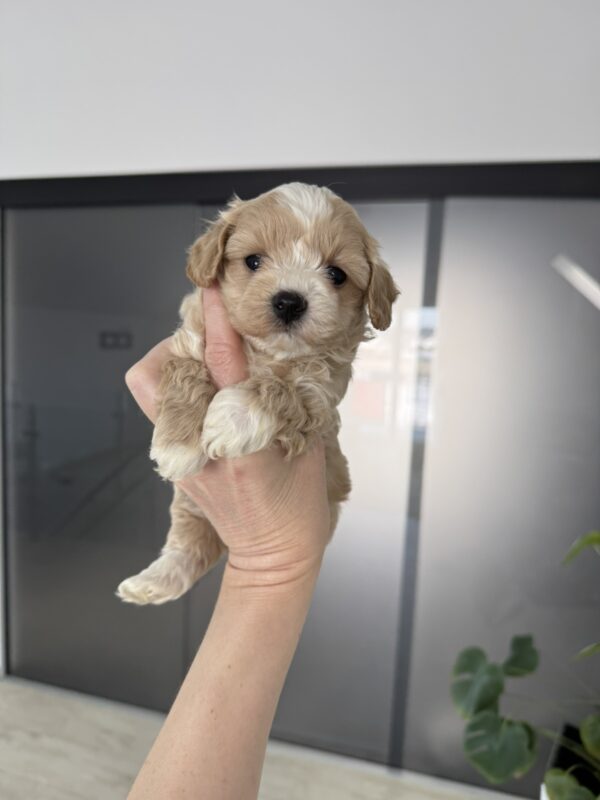 Alpha Maltipoo Alpha Maltipoo