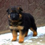 Alvarez-male-German-shepherd-puppy-for-sale-1