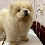 Alvarez-male-chow-chow-puppy-for-sale-1 (1)