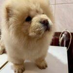 Alvarez-male-chow-chow-puppy-for-sale-1 (2)