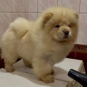 Alvarez Chow-Chow Alvarez Chow-Chow