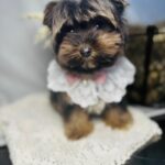 Amara-female-yorkshire-terrier-puppy-for-sale- (1)
