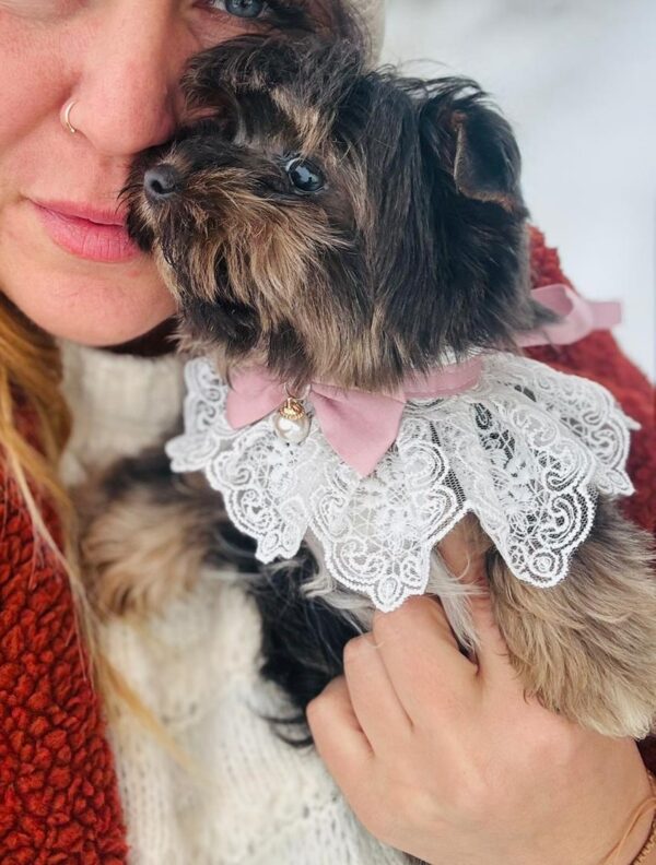 Amara Yorkshire Terrier Amara Yorkshire Terrier