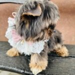 Amara-female-yorkshire-terrier-puppy-for-sale- (3)
