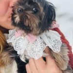 Amara-female-yorkshire-terrier-puppy-for-sale- (4)