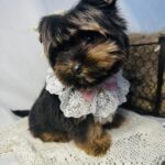 Amara-female-yorkshire-terrier-puppy-for-sale- (5)