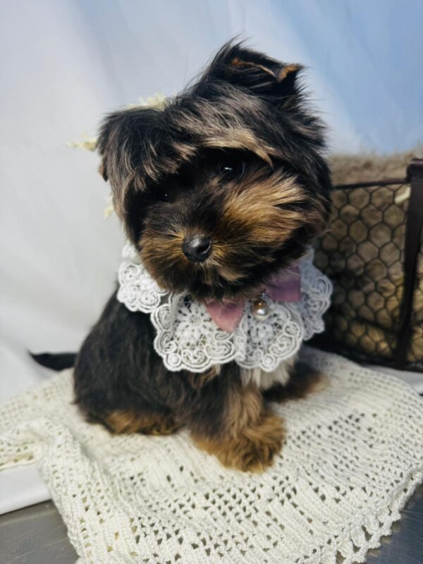 Amara Yorkshire Terrier Amara Yorkshire Terrier