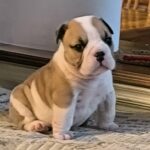Amy-female-english-bulldog-puppy-for-sale- (1)