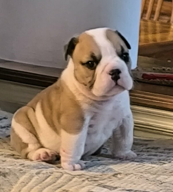 Amy English Bulldog Amy English Bulldog