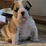 Amy-female-english-bulldog-puppy-for-sale- (2)