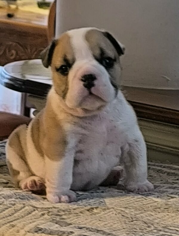 Amy English Bulldog Amy English Bulldog