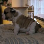 Amy-female-english-bulldog-puppy-for-sale- (3)