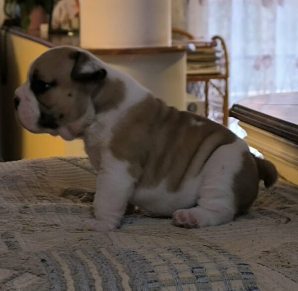 Amy English Bulldog Amy English Bulldog