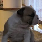 Amy-female-english-bulldog-puppy-for-sale- (4)