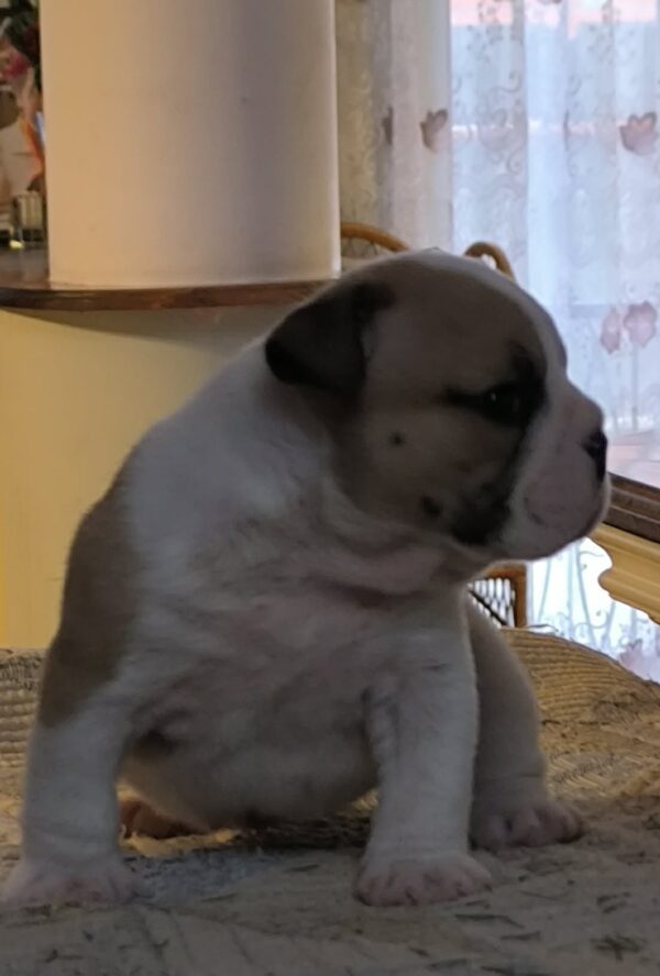 Amy English Bulldog Amy English Bulldog