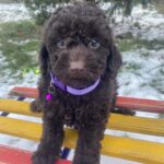 Anfiska-female-toy-poodle-puppy-for-sale-1 (1)