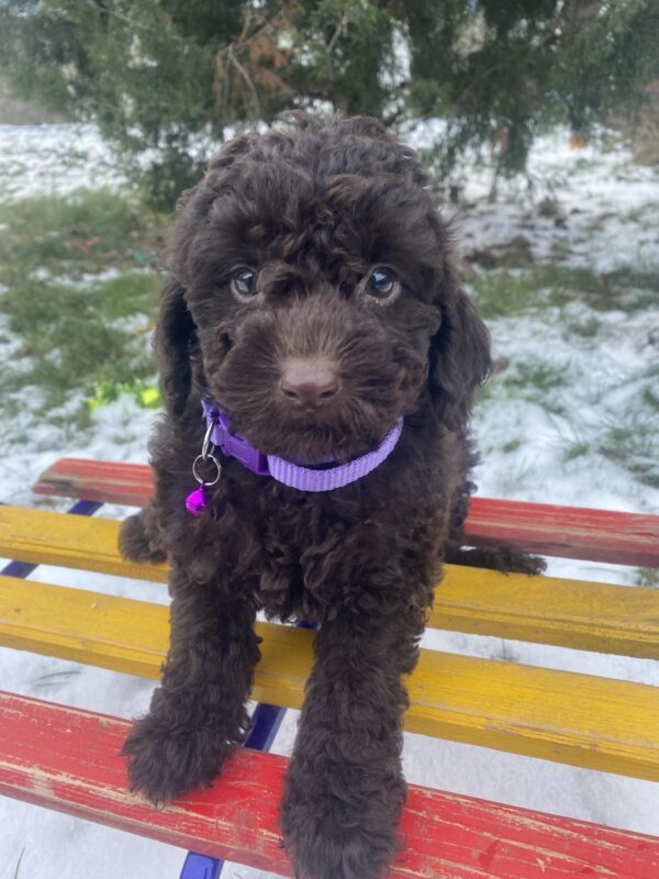 Anfiska Toy Poodle Anfiska Toy Poodle