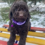 Anfiska-female-toy-poodle-puppy-for-sale-1 (2)