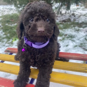 Anfiska Toy Poodle Anfiska Toy Poodle