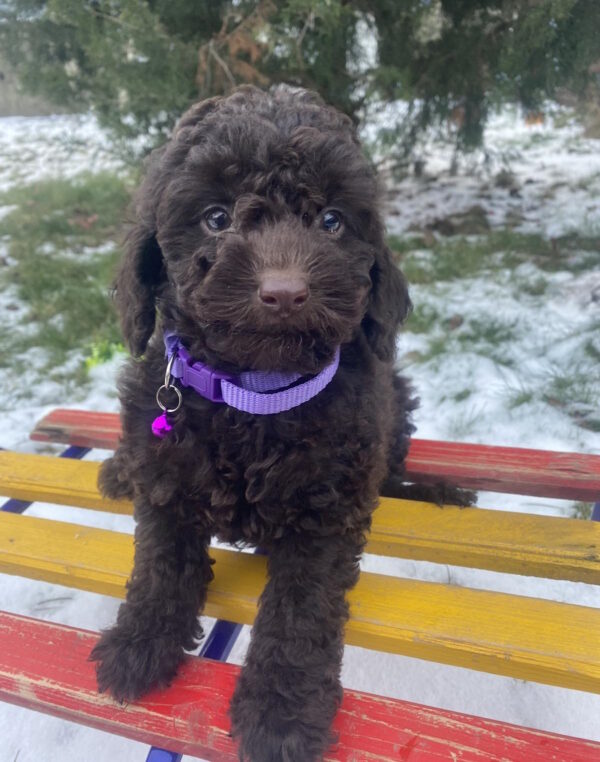 Anfiska Toy Poodle Anfiska Toy Poodle