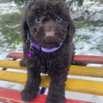Anfiska-female-toy-poodle-puppy-for-sale-1 (3)