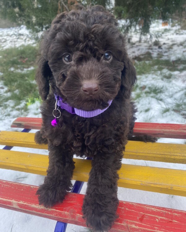 Anfiska Toy Poodle Anfiska Toy Poodle