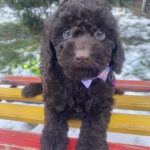 Anfiska-female-toy-poodle-puppy-for-sale-1 (4)