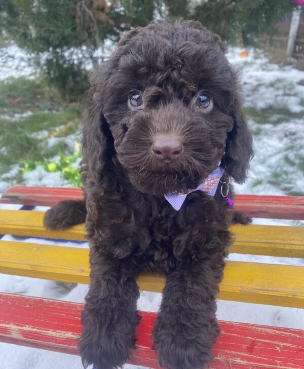 Anfiska Toy Poodle Anfiska Toy Poodle