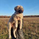 Anvar-male-Caucasian-Mountain-Dog-puppy-for-sale-1
