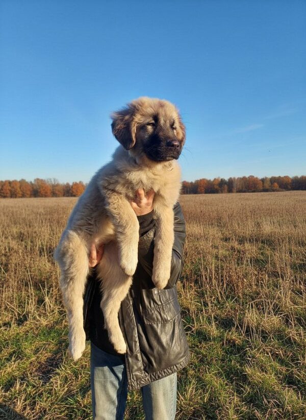 Anvar Caucasian Mountain Dog Anvar Caucasian Mountain Dog