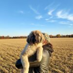 Anvar-male-Caucasian-Mountain-Dog-puppy-for-sale-2