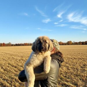 Anvar Caucasian Mountain Dog Anvar Caucasian Mountain Dog