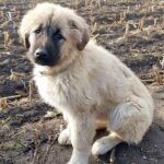 Anvar-male-Caucasian-Mountain-Dog-puppy-for-sale-3