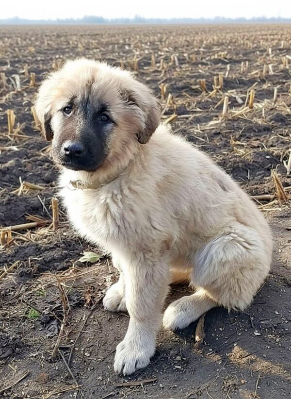 Anvar Caucasian Mountain Dog Anvar Caucasian Mountain Dog
