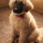 Arevik-female-Caucasian-Mountain-Dog-puppy-for-sale-1