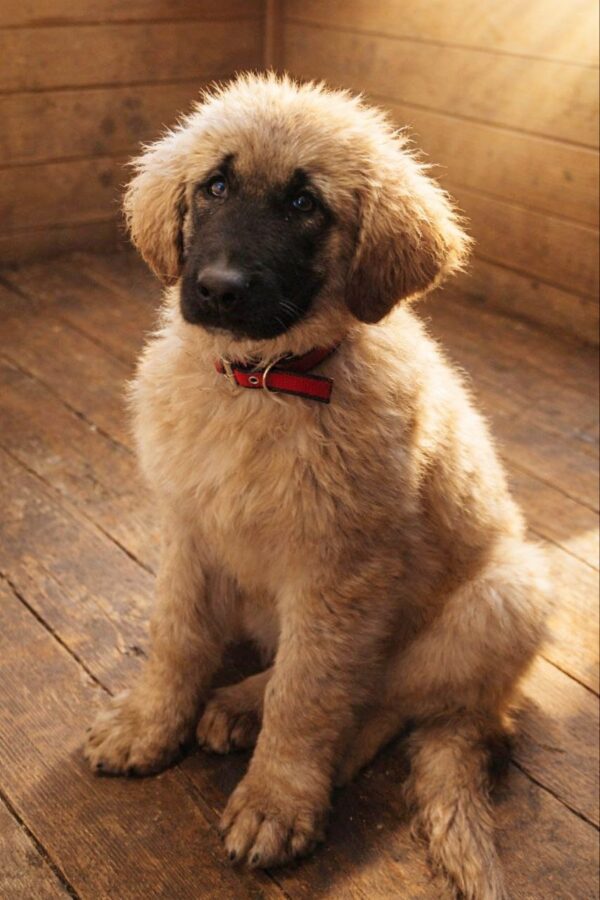 Arevik Caucasian Mountain Dog Arevik Caucasian Mountain Dog