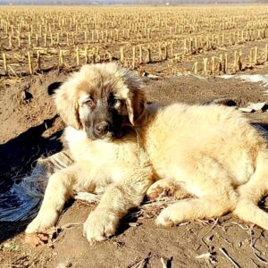 Arevik Caucasian Mountain Dog Arevik Caucasian Mountain Dog