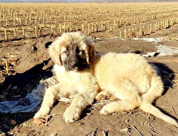 Arevik Caucasian Mountain Dog Arevik Caucasian Mountain Dog
