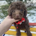 Aris-male-toy-poodle-puppy-for-sale-1 (1)