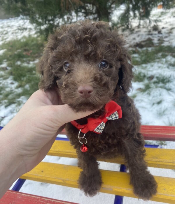 Aris Toy Poodle Aris Toy Poodle