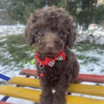 Aris-male-toy-poodle-puppy-for-sale-1 (2)