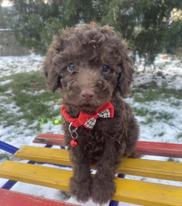 Aris Toy Poodle Aris Toy Poodle