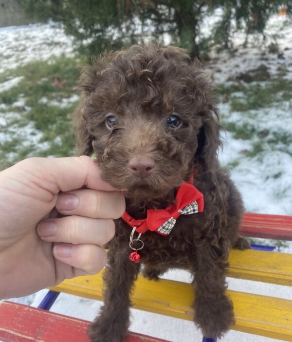 Aris Toy Poodle Aris Toy Poodle