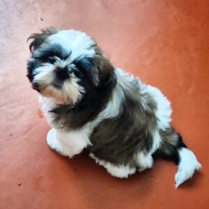 Asher Shih Tzu Asher Shih Tzu
