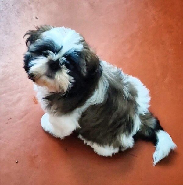 Asher Shih Tzu Asher Shih Tzu