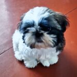 Asher-male-Shih-Tzu-puppy-for-sale-2
