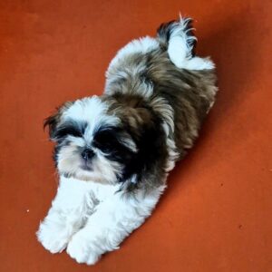 Asher Shih Tzu Asher Shih Tzu