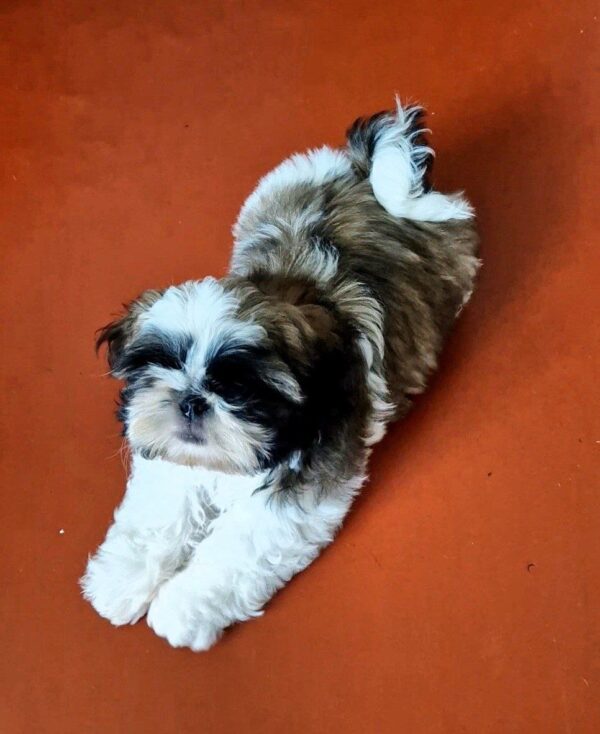 Asher Shih Tzu Asher Shih Tzu