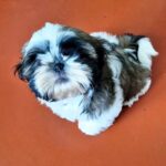 Asher-male-Shih-Tzu-puppy-for-sale-4